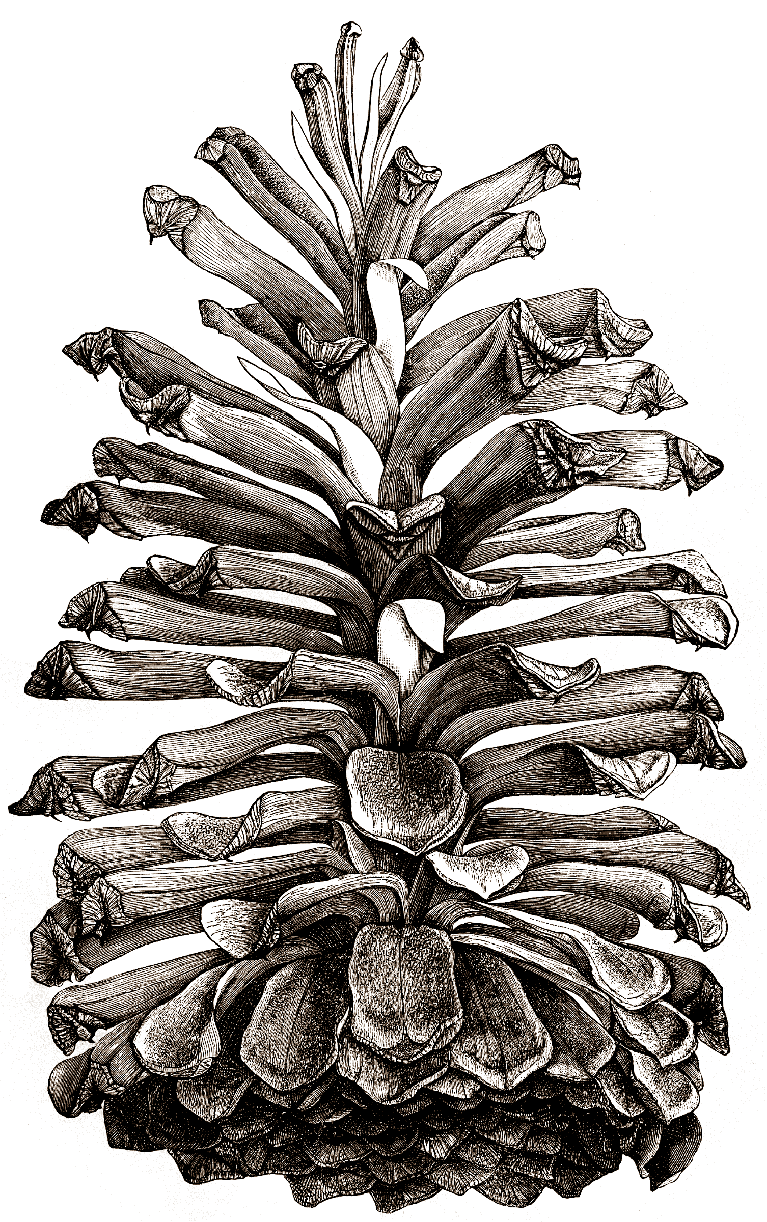 Drawing images gallery for. Pinecone clipart abstract