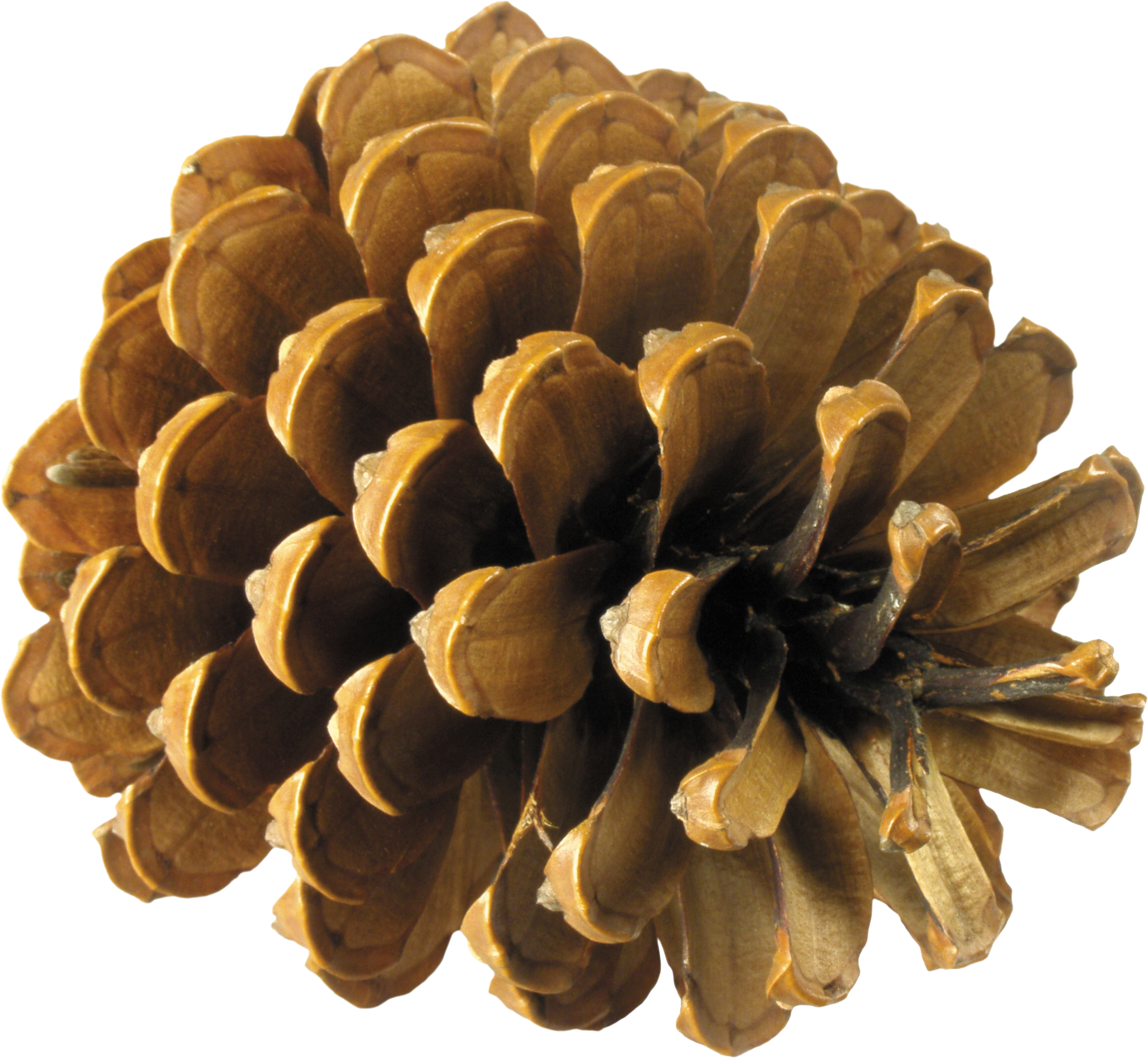 pinecone clipart branch brown