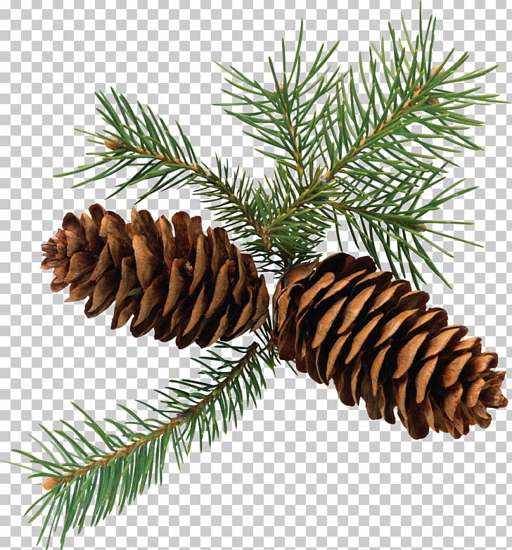 pinecone clipart branch brown