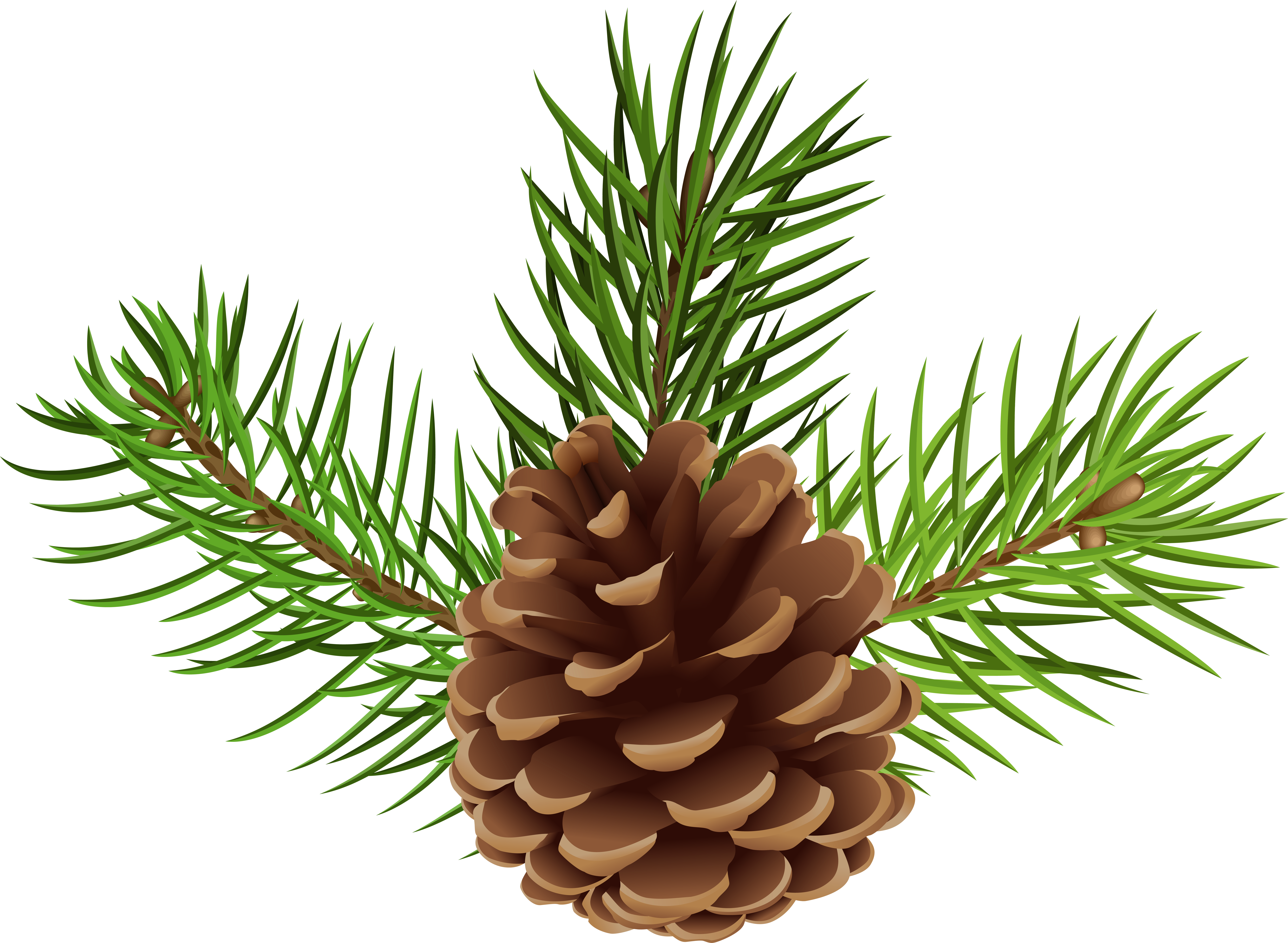 pinecone clipart cartoon