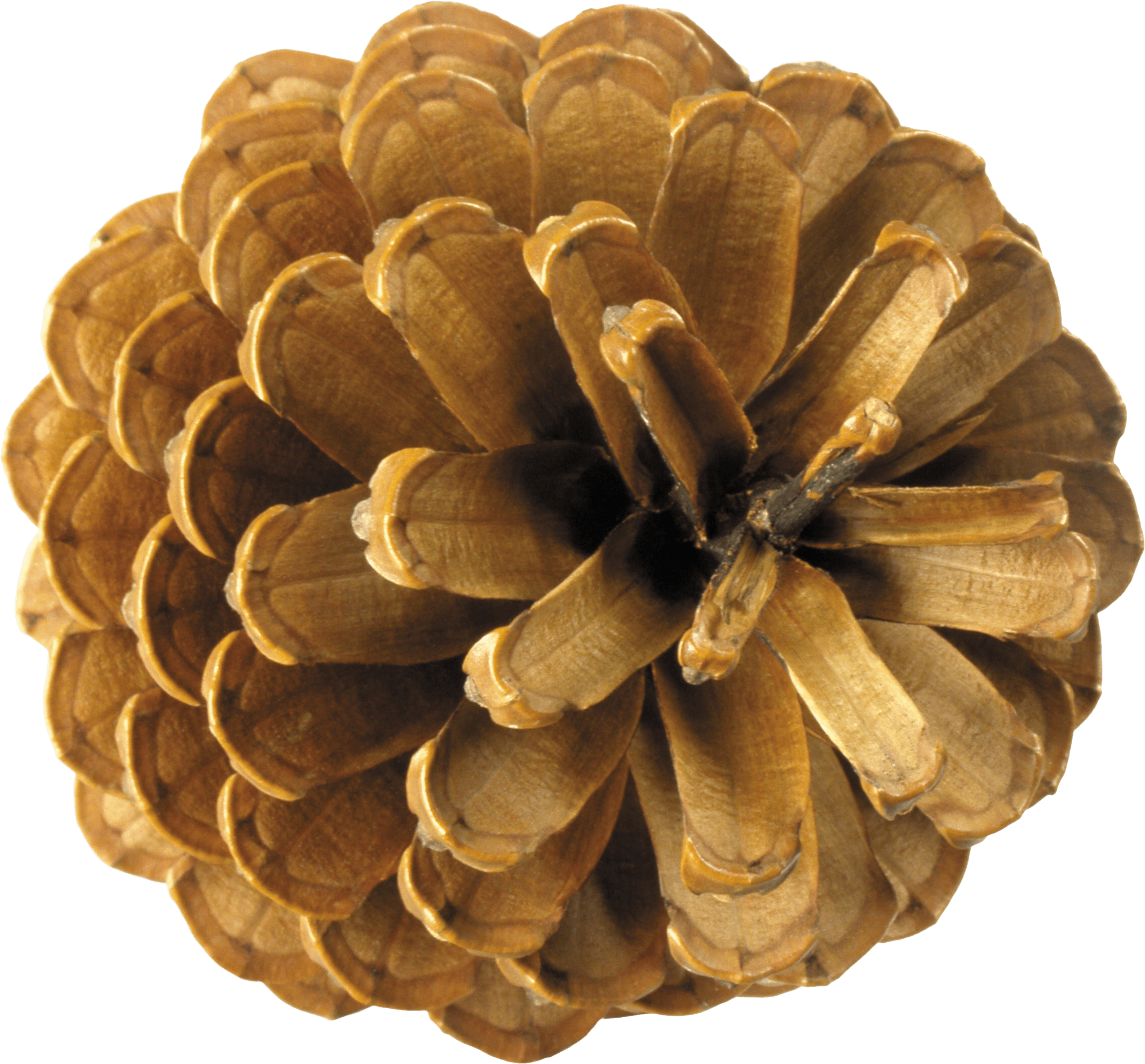 pinecone clipart conifer