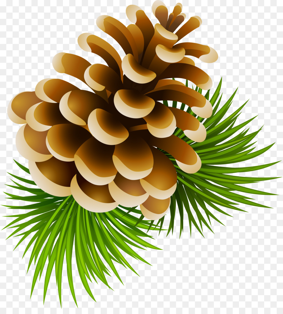 pinecone clipart coniferous tree
