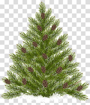 pinecone clipart coniferous tree