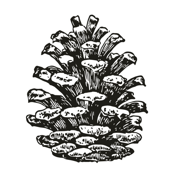 pinecone clipart draw