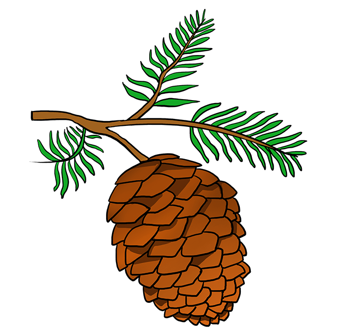 pinecone clipart draw