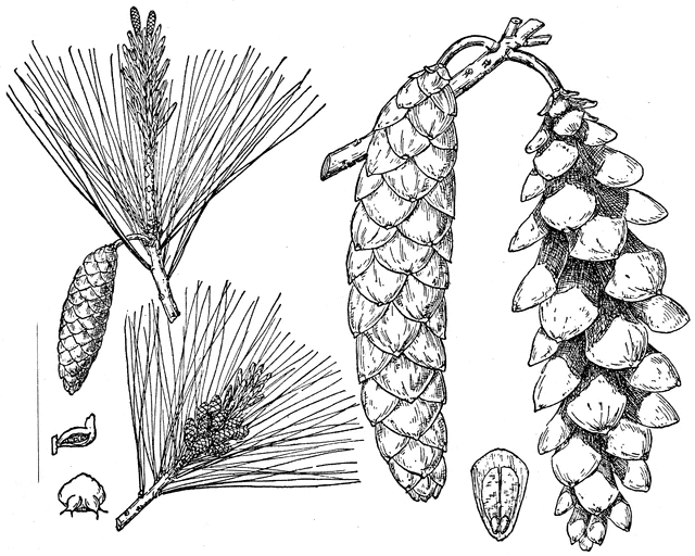 pinecone clipart eastern white pine