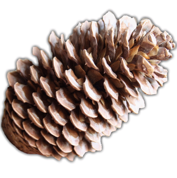 pinecone clipart eastern white pine