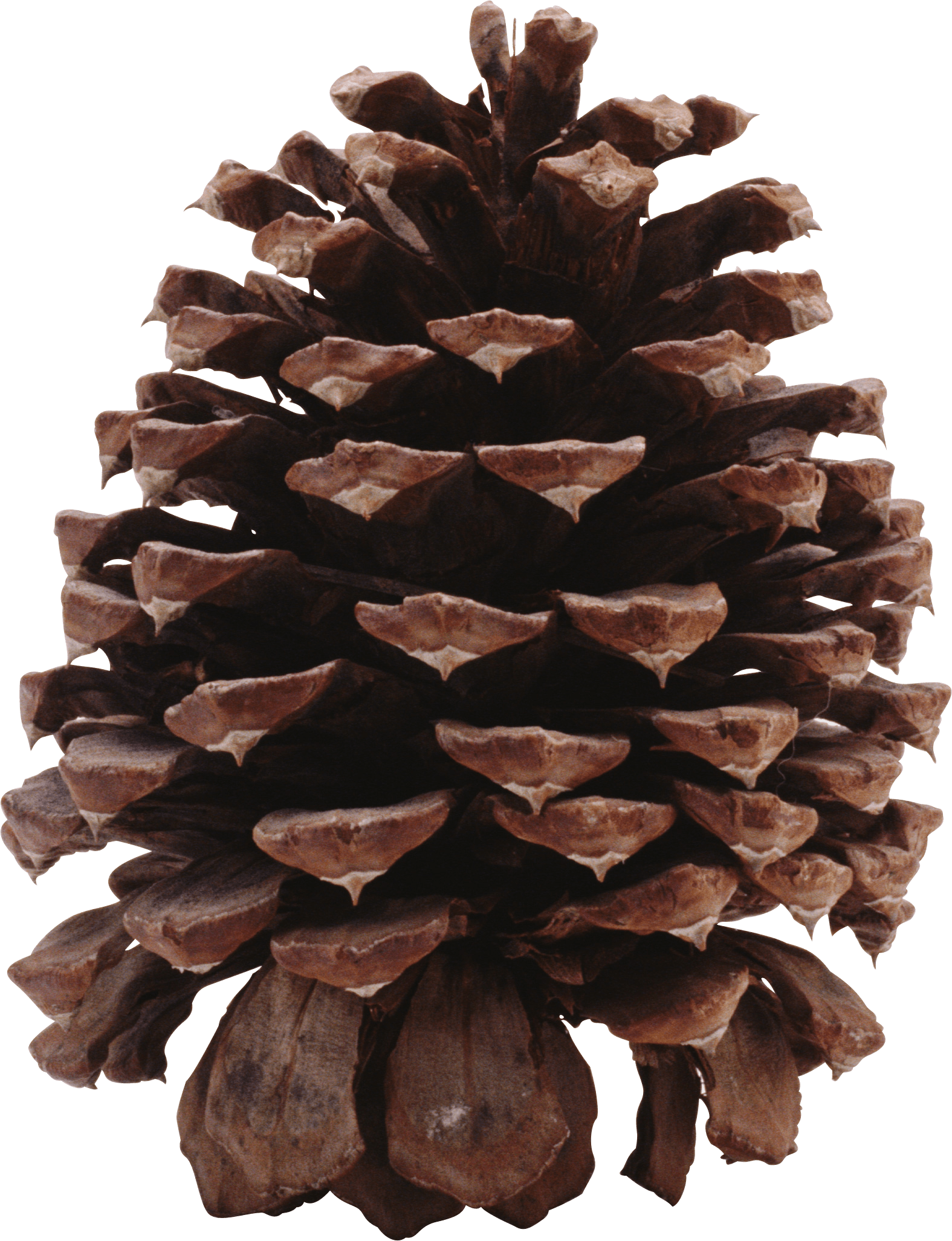 pinecone clipart fir cone