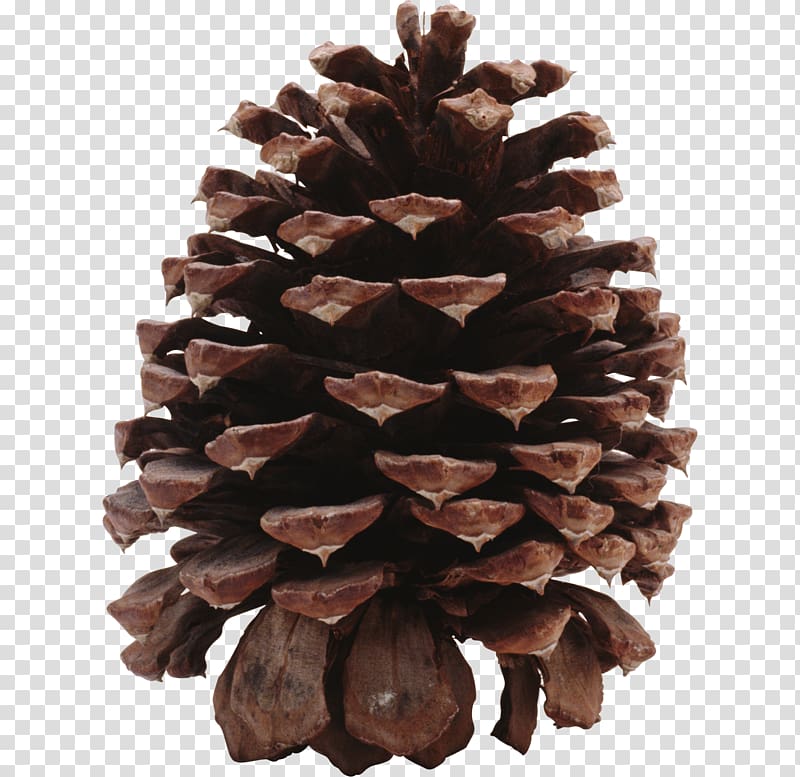 pinecone clipart fir cone