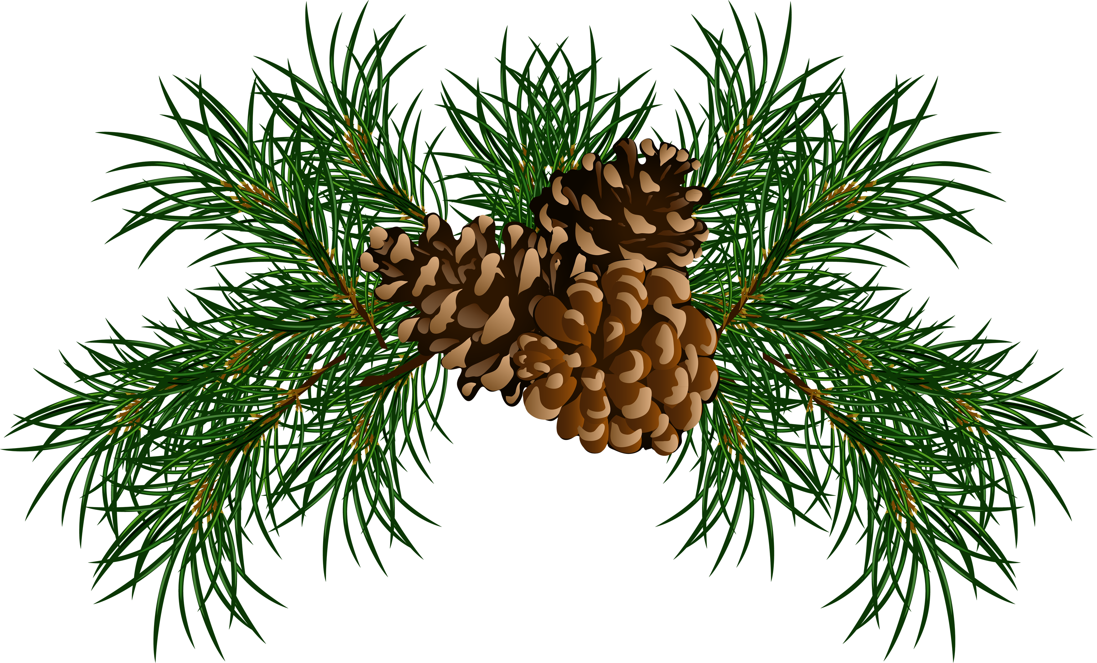 pinecone clipart greens
