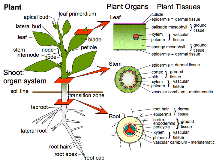 Pinecone clipart gymnosperm. Plant anatomy plants pinterest
