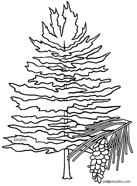 pinecone clipart longleaf pine