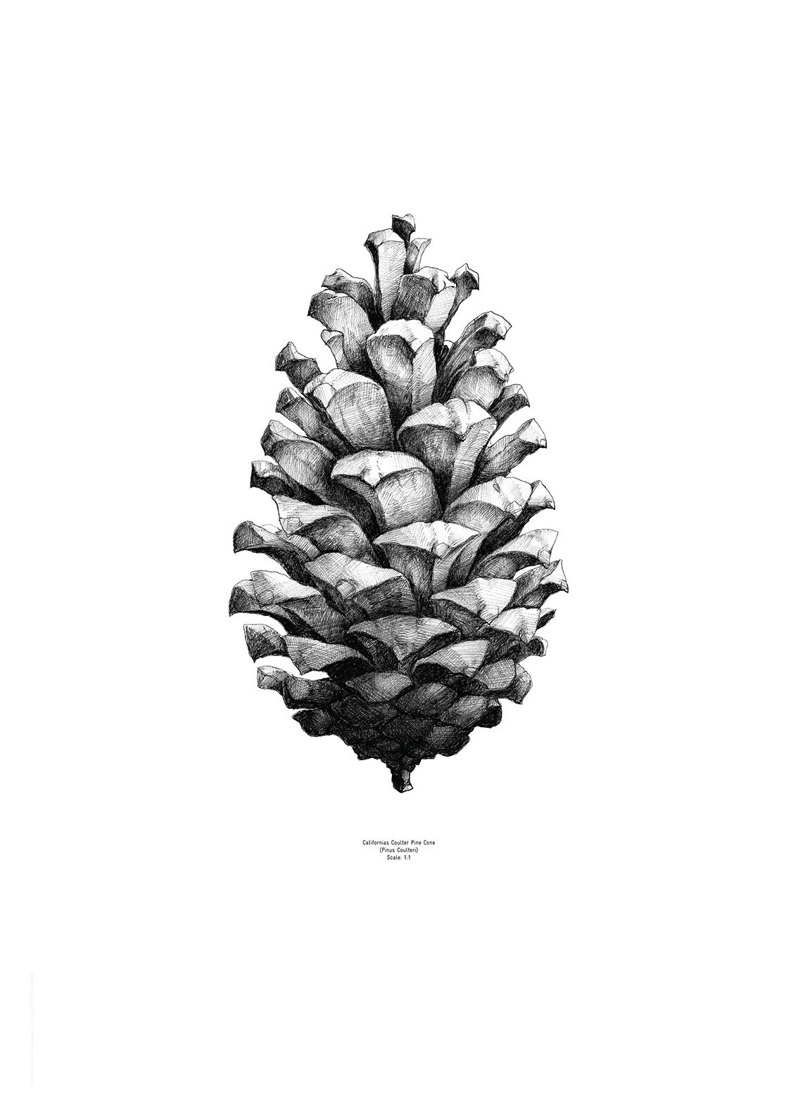 pinecone clipart natural form