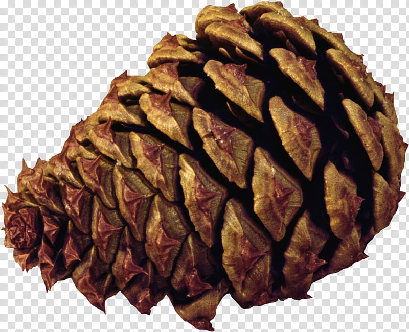 Spruce conifer cone tree. Pinecone clipart pine leaves