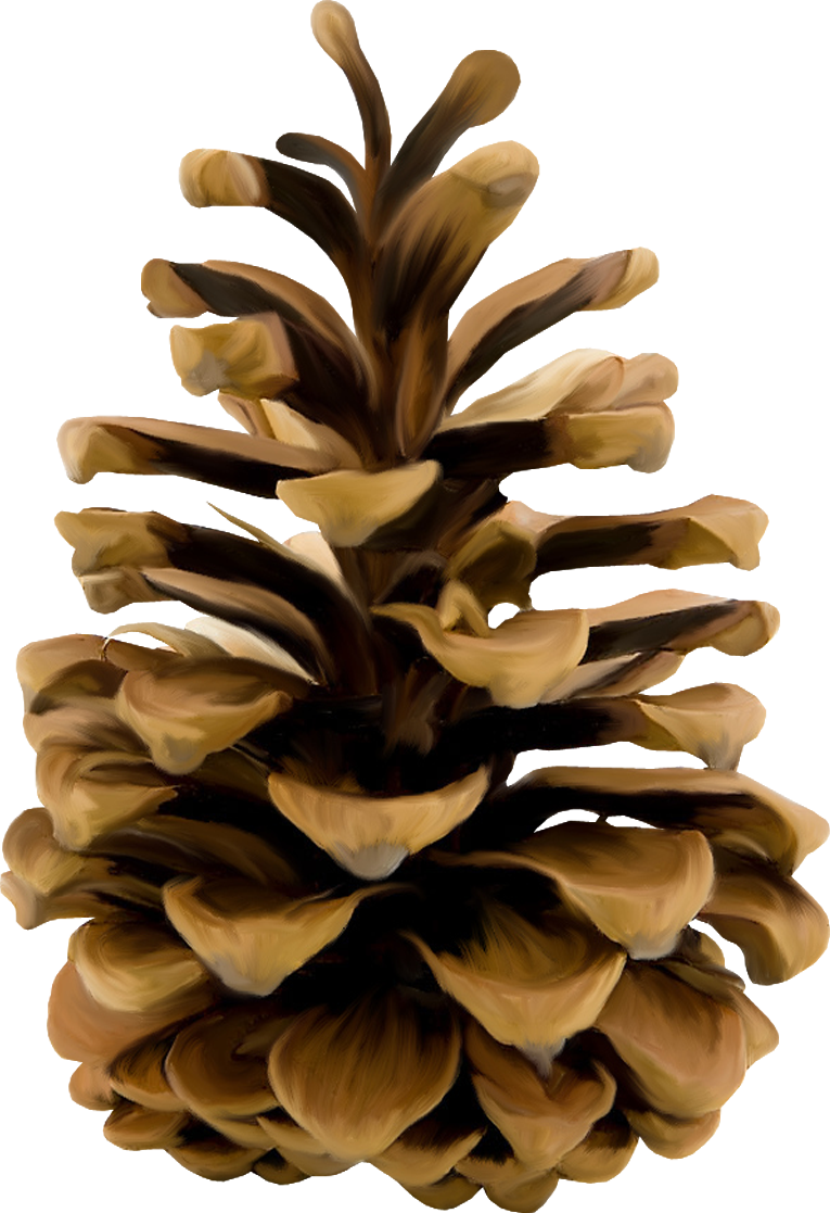 Pine cone png . Winter clipart pinecone