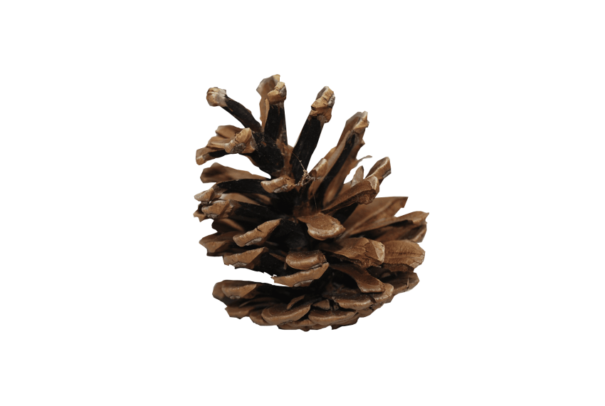 pinecone clipart pine leaves