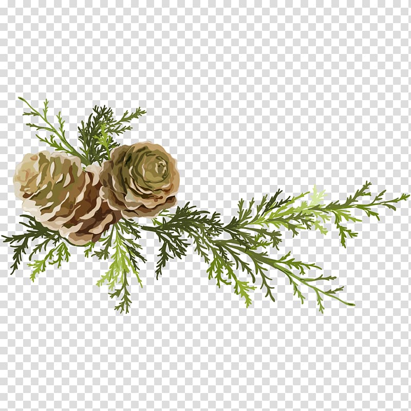 Pinecone clipart pine leaves. Brown cone illustration conifer