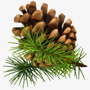 pinecone clipart pine sprig
