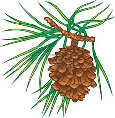 pinecone clipart pine straw