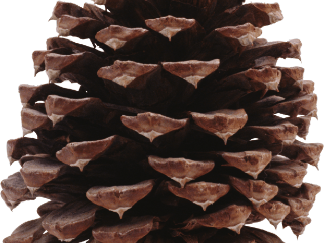 pinecone clipart simple