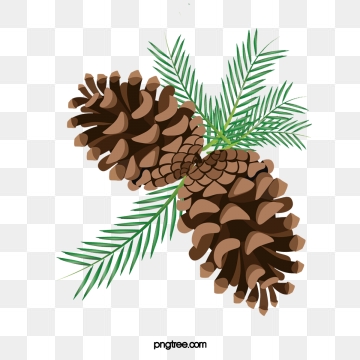 pinecone clipart vector