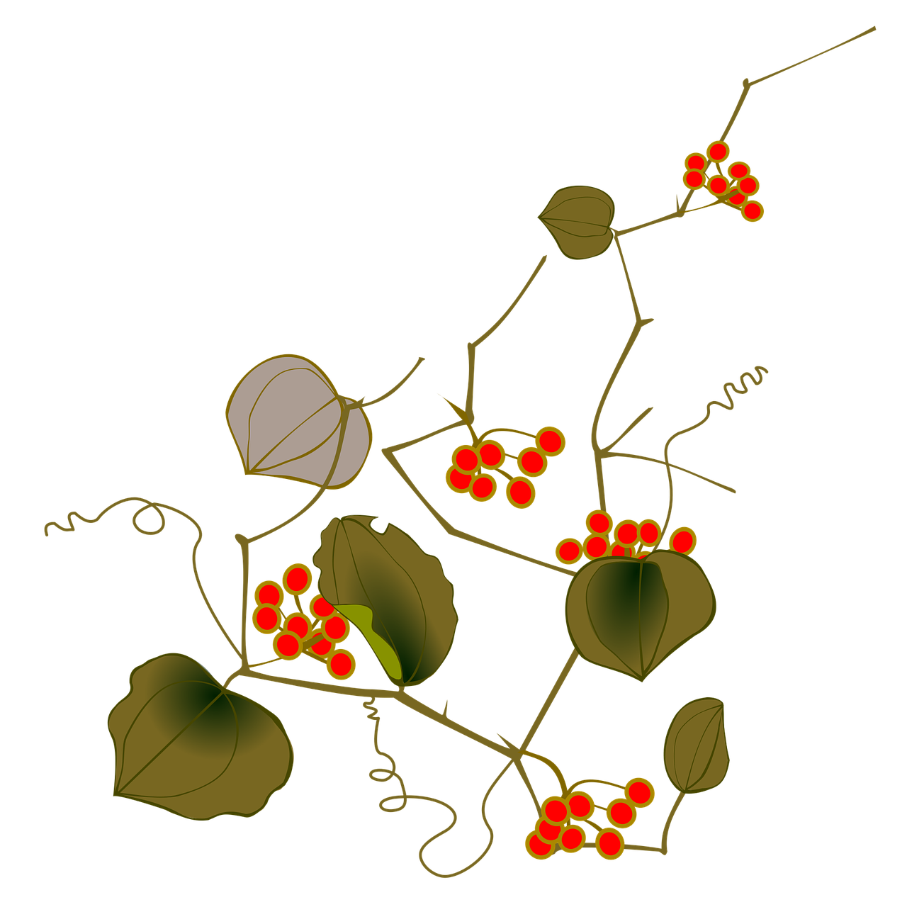 Ibarra red fruit autumn. Pinecone clipart vine