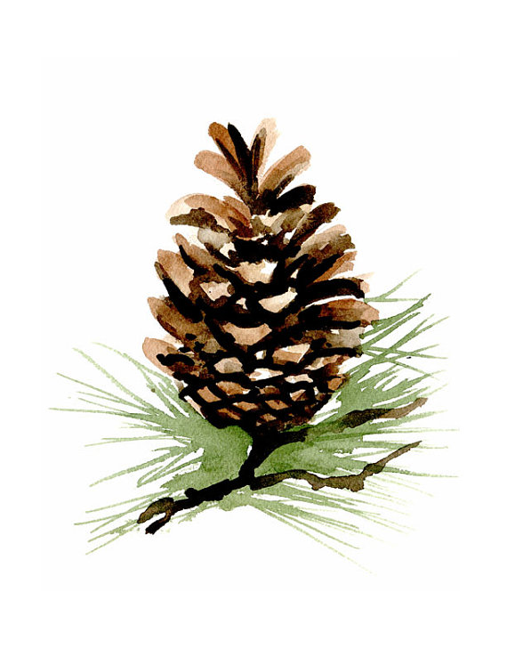 pinecone clipart watercolor