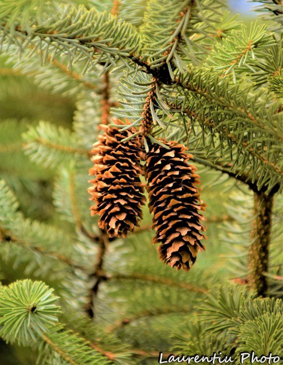 Pinecone clipart winter, Pinecone winter Transparent FREE for download ...