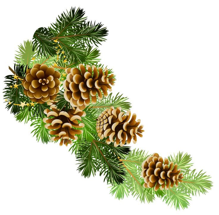 Christmas holiday fun . Pinecone clipart winter