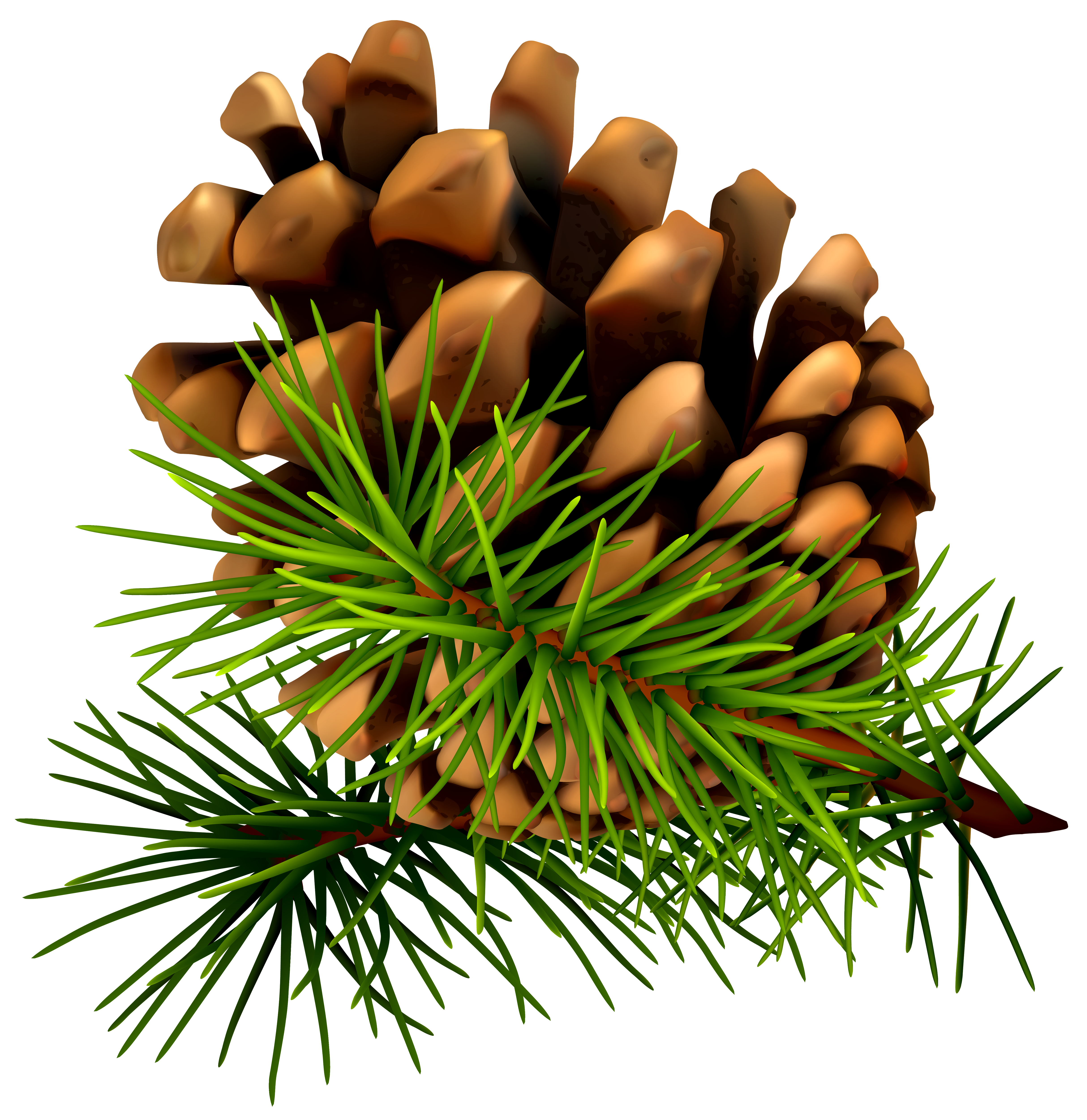 Pinecone clipart winter.  great pine cone