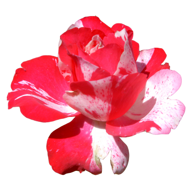 Pink flower png. Download free transparent image