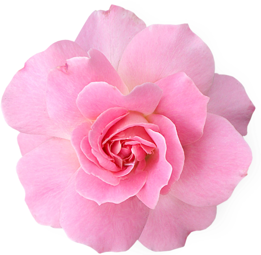  for free download. Pink flower png