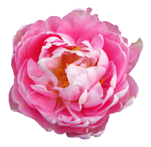 Transparent png images roses. Rose flower pink image