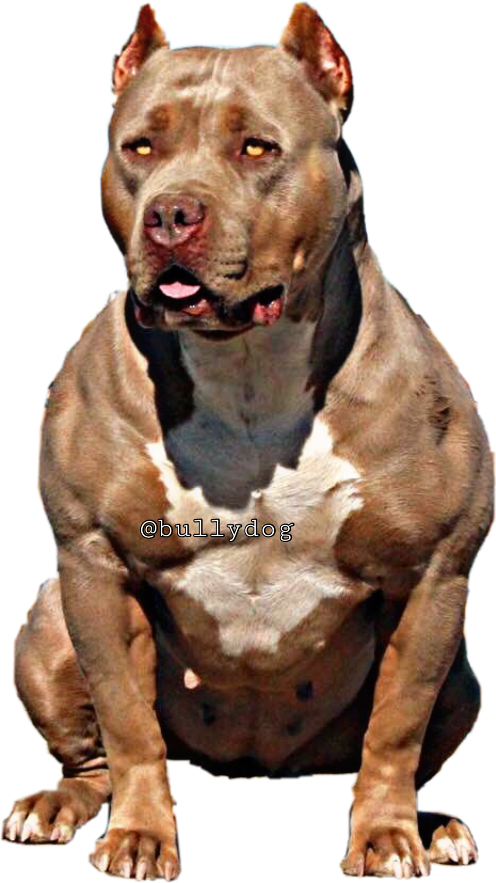 Pitbull clipart angry, Pitbull angry Transparent FREE for download on