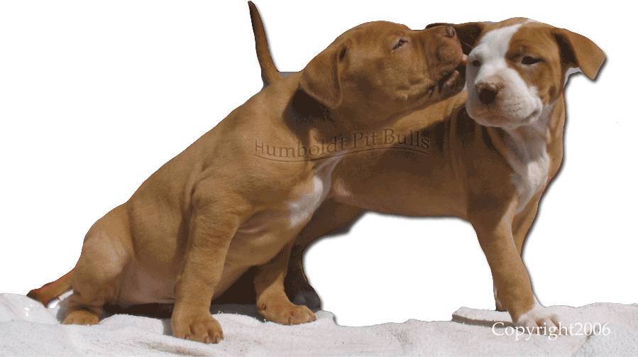 Pitbull clipart animation. Red nose pit bull