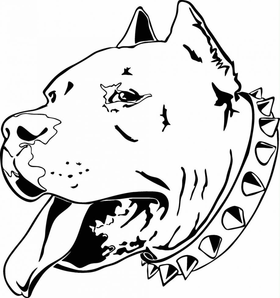 pitbull clipart coloring