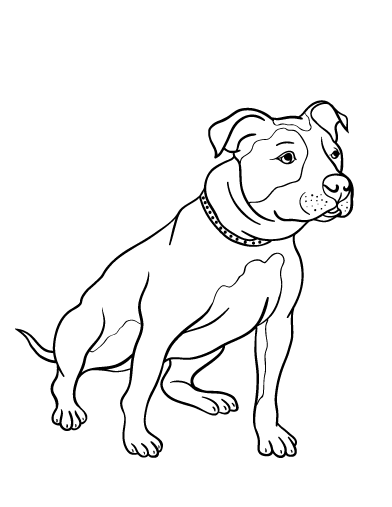 pitbull clipart coloring
