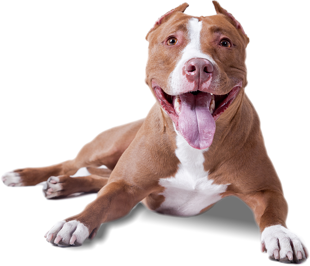 Dog doggy smile freetoedit. Pitbull clipart cute pitbull