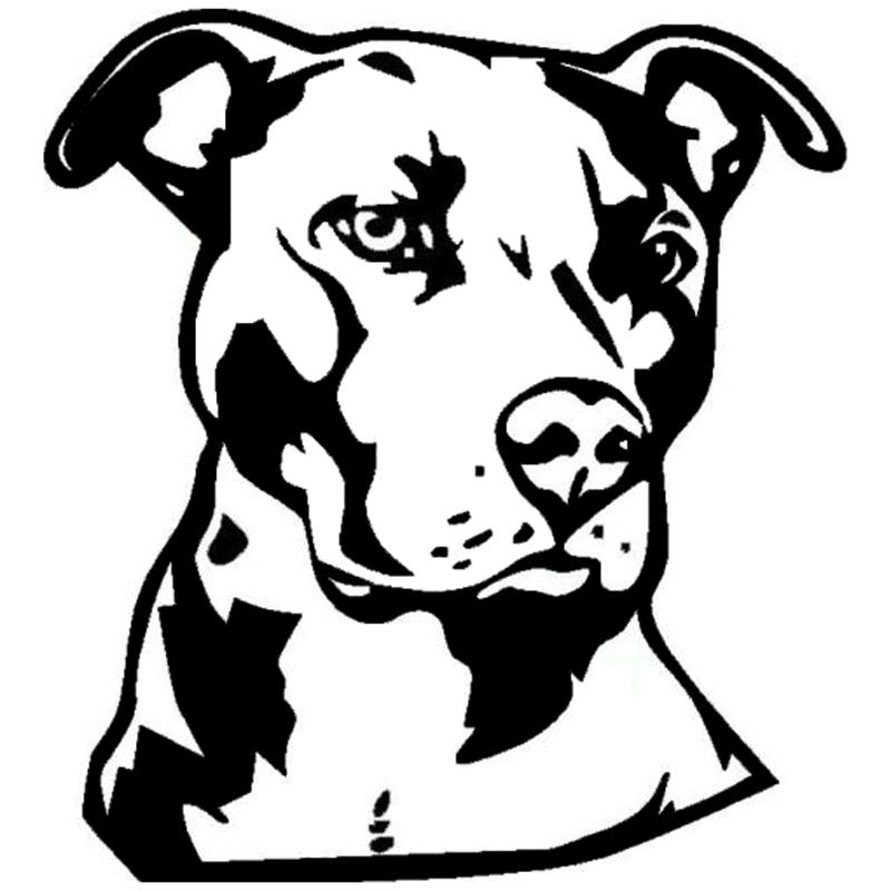 pitbull clipart drawn