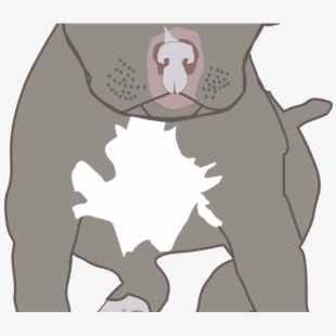 Pitbull clipart pitbull puppy. Pit bull blue nose