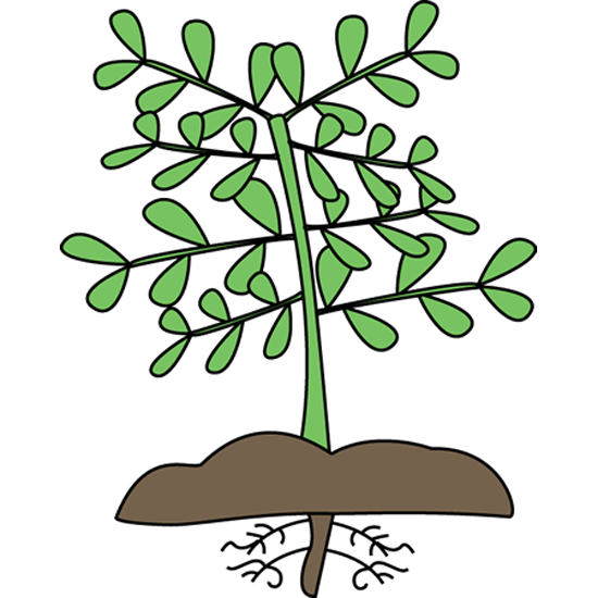 Plant with roots mockingbird. Plants clipart