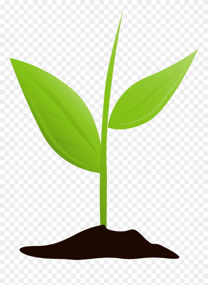 Seedling clipart plant care. Get started and grow