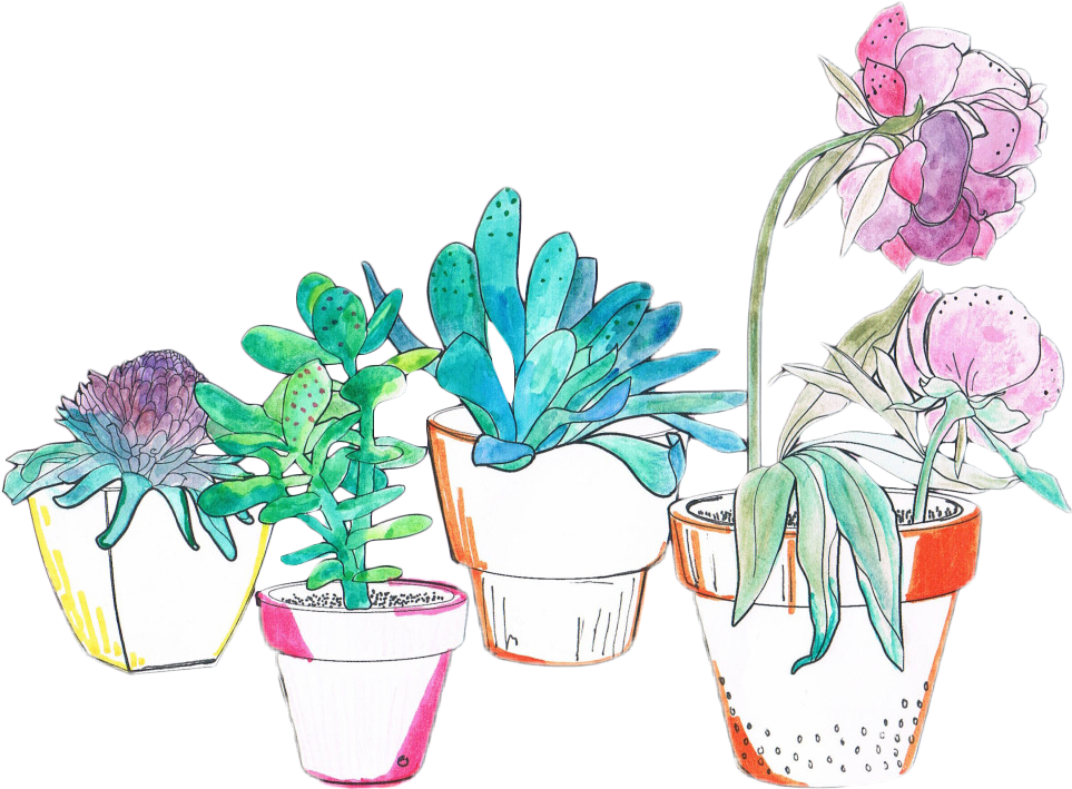 Art watercolor cactus succulent. Plants clipart aesthetic