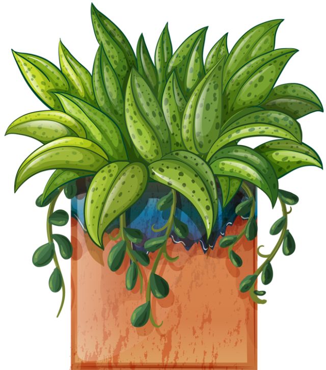 Free beautiful cliparts download. Plant clipart artwork