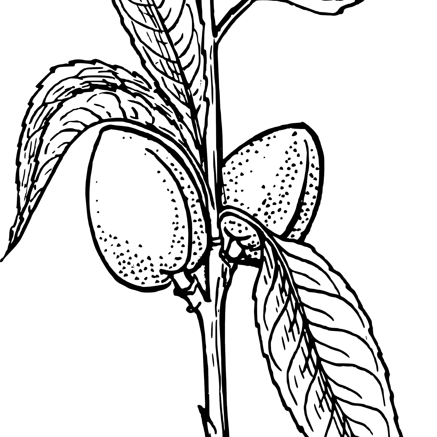 Plant almond line art. Planting clipart black and white
