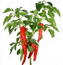 plant clipart chili