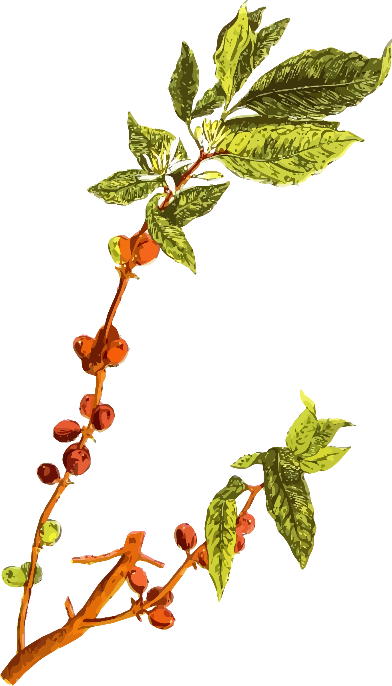 plant clipart coffee tree