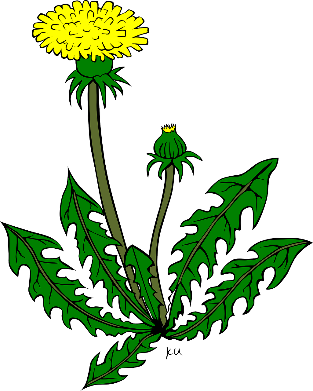 plant clipart flower plant