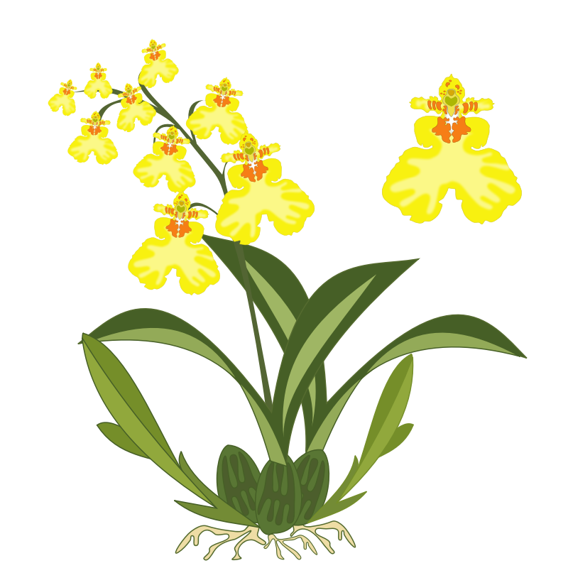 plant clipart flower plant