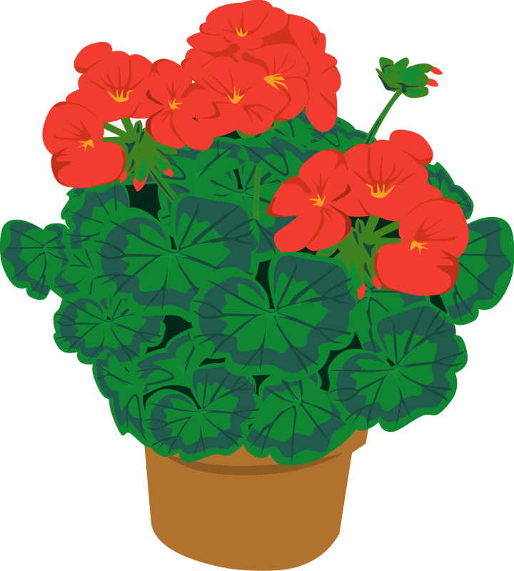 plant clipart flower plant